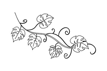 Obraz premium Monstera Leaves Branch Illustration, Tropical Foliage Design Element