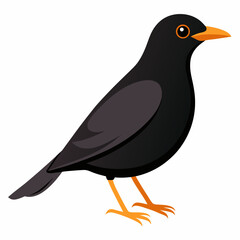 Obraz premium Eurasian Blackbird – Simple Colored Vector on White