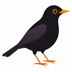 Eurasian Blackbird – Simple Colored Vector on White