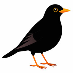 Eurasian Blackbird – Simple Colored Vector on White