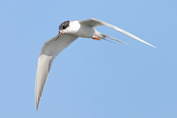 Fototapeta premium Forster's tern (Sterna forsteri) in flight