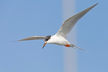 Obraz premium Forster's tern (Sterna forsteri) in flight