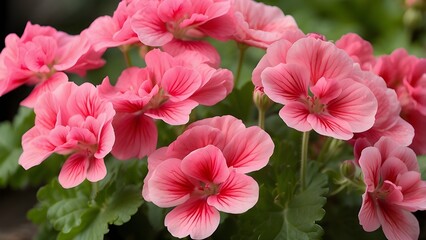 pink flowers in the garden