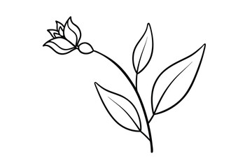 Continuous line drawing of budding butterfly weed