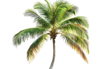 Single Coconut Palm Tree Isolated on Black Background, Tropical Foliage, Lush Green Fronds