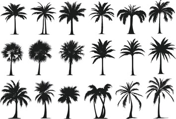 Vector illustration of deferent nice palm set