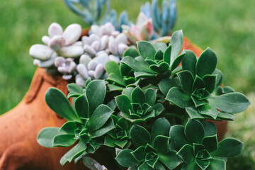 Close-up of fresh green succulents in a rustic terracotta pot on grass. A concept of sustainable beauty, self care, emotional healing and connection to nature.