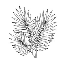 Hand-drawn palm leaves illustration for tropical and beach-themed designs