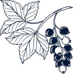 Vector illustration of blackcurrant berries and leaves elegant botanical design