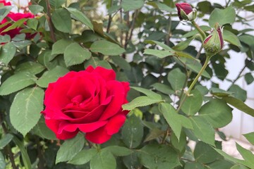 red rose in garden
