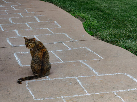 Cat on hopscotch game outside on patio  - Powered by Adobe