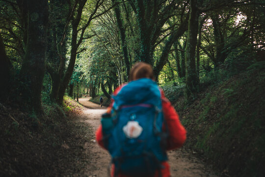 Back view of lonely female backpacker walking along path through forest tree tunnel. Camino Way &ndash; famous Camino de Santiago pilgrimage route. Travel, adventure, active lifestyle concept.