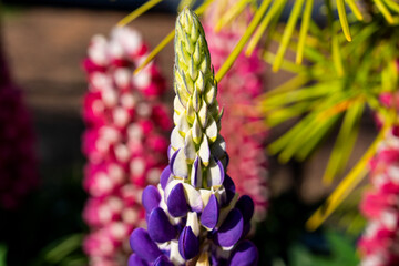 Close-up of the lupine flower in the garden