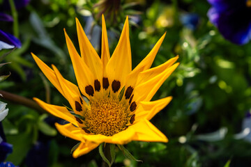 close-up of the gazania flower in the garden
