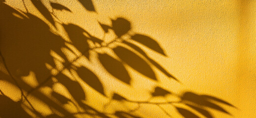 Shadow of palm leaves on the wall - detailed shadows in the late light on the light yellow facade