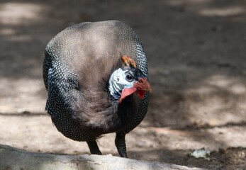 Helmeted Guineafowl