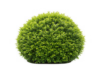 Green bush sphere isolated on transparent background