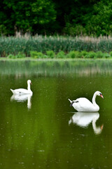 Two white swans floating on the lake ,summer nature
