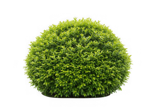 Green bush sphere isolated on transparent background