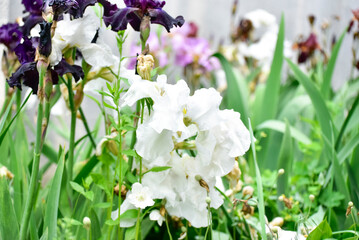 Irises in a garden, floristics. 