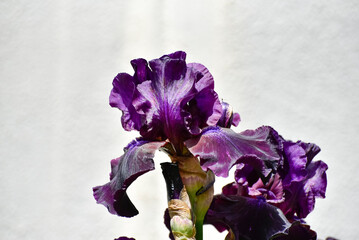 Irises in a garden, floristics. 