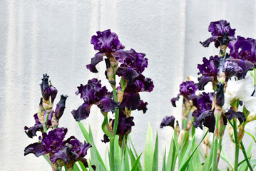 Irises in a garden, floristics. 