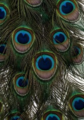 Obraz premium Detailed Texture and Colors of Exotic Peacock Feathers