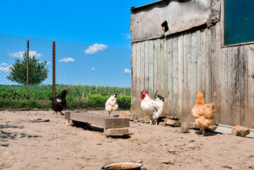 Poultry farm, hens and rooster walk outdoors in summer sunny day