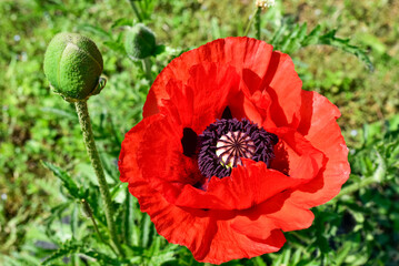 Close-up poppy flower, top view.Nature