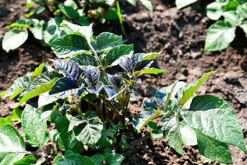 Green bushes of potato sprouts,gardening photo. Agriculture