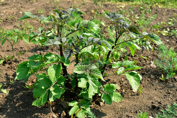 Green bushes of potato sprouts,gardening photo. Agriculture