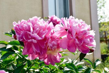 Peony pink  flowers , floristics