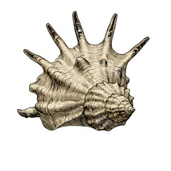Obraz premium Detailed illustration of a spiral seashell on a white background 