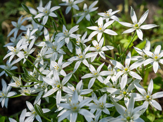 Star of Bethlehem flowers in the garden. Ornithogalum umbellatum L. perennial wild and garden plant. Background with beautiful flowers