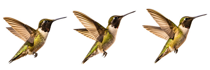Three hummingbirds with wings spread isolated on transparent background
