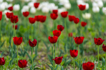 various tulips in the garden