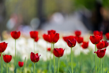 Naklejka premium various tulips in the garden