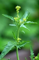 Sisymbrium officinale grows in nature