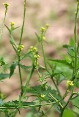 Sisymbrium officinale grows in nature
