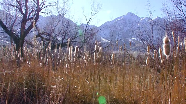 LTR pan of winter-yellowed cattails and bare trees against the background of the snowcapped Sierra Nevada mountains as seen from Lone Pine in California's Owens Valley.
