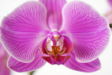 Close-up of blooming pink orchid flower showing vivid colors and intricate details