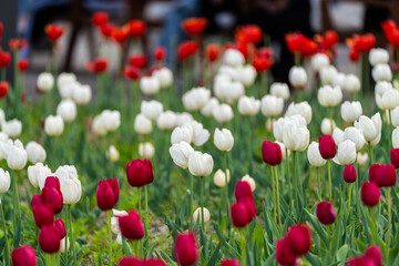 Fototapeta premium various tulips in the garden