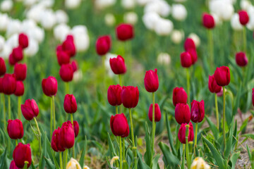 various tulips in the garden