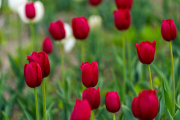 various tulips in the garden