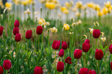 various tulips in the garden