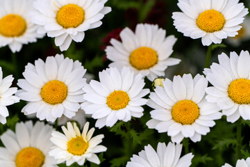 daisy flowers in the garden