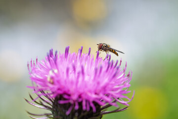 hoverfly feeding on pink thistle flower