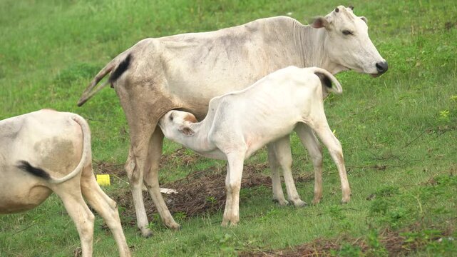 Calf suckles milk from lactating cow in a peaceful rural farmland, showcasing natural bonding and traditional outdoor animal feeding scene.