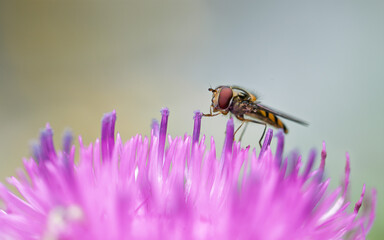 hoverfly feeding on pink thistle flower