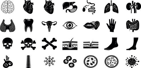 Human organ, anatomy icon set. Vector glyph pictograms of brain, heart, lungs, liver, stomach, intestine, kidney medical, healthcare, and biology concept black silhouette illustration